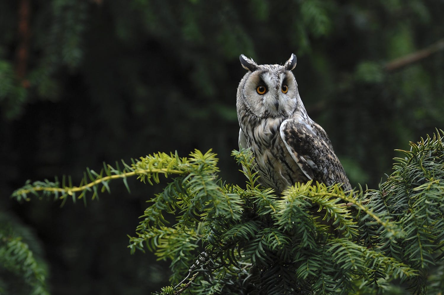 Nattens øyne Hornugle fuglefotografi